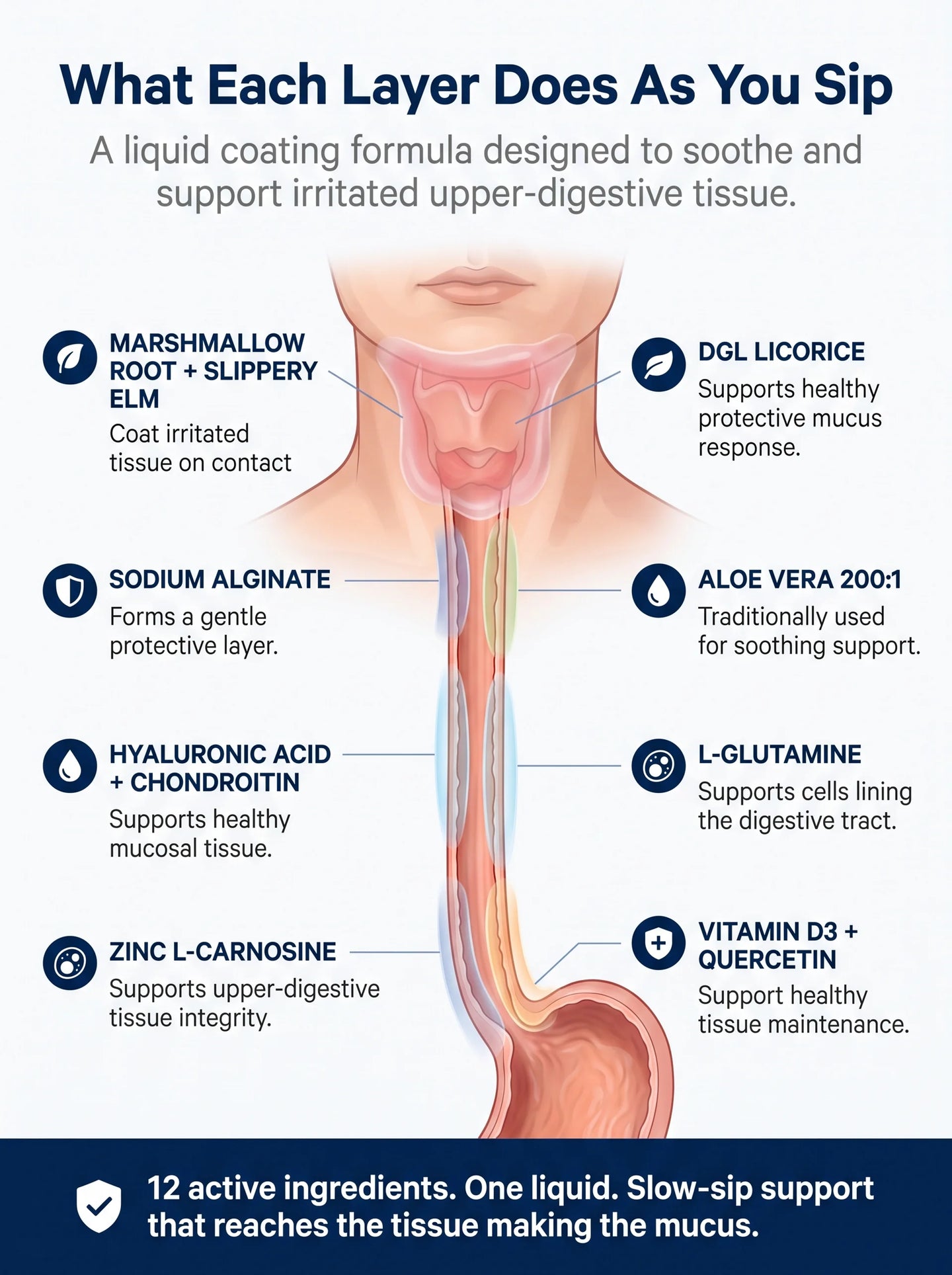 What Each Layer Does As You Sip