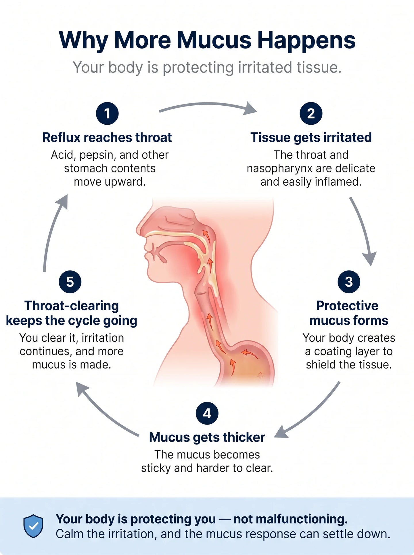 Why More Mucus Happens - cycle diagram